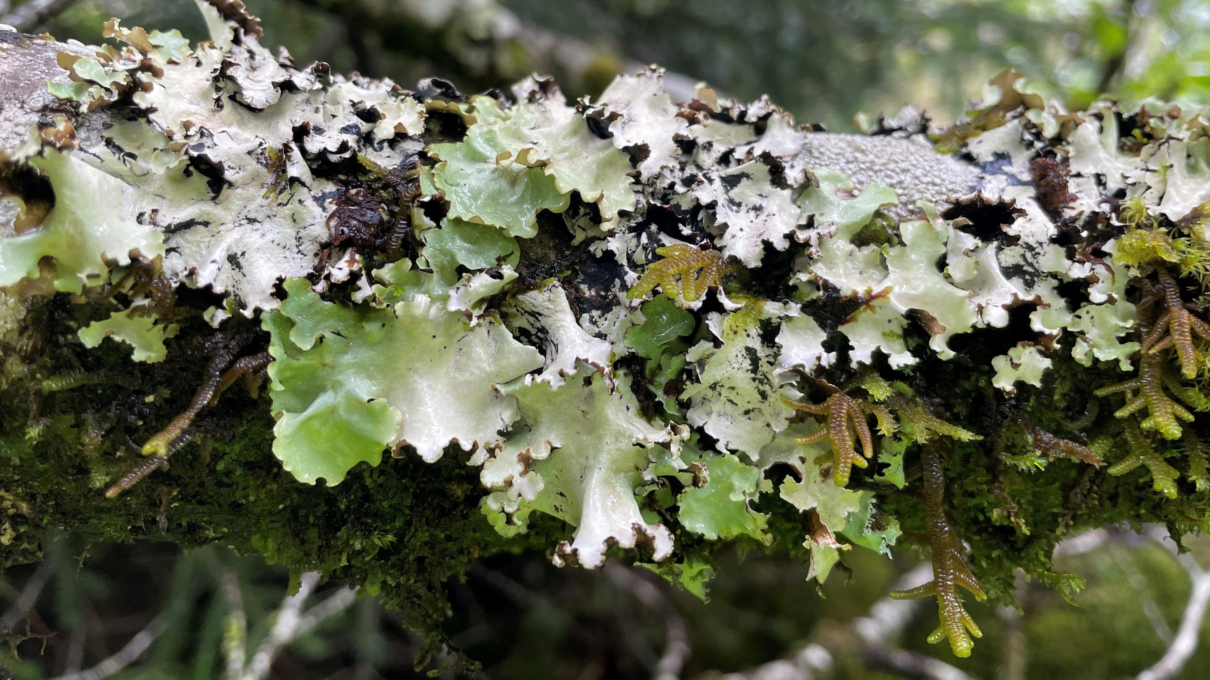 Cetrelia cetrarioides