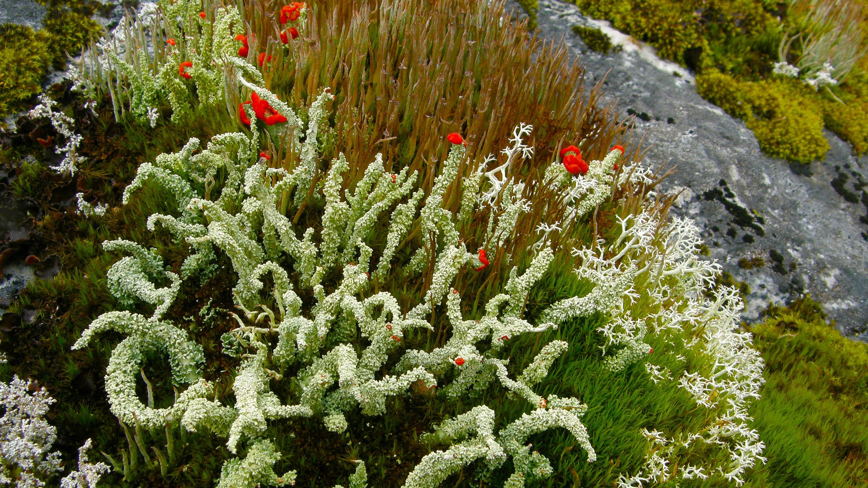 Cladonia bellidiflora