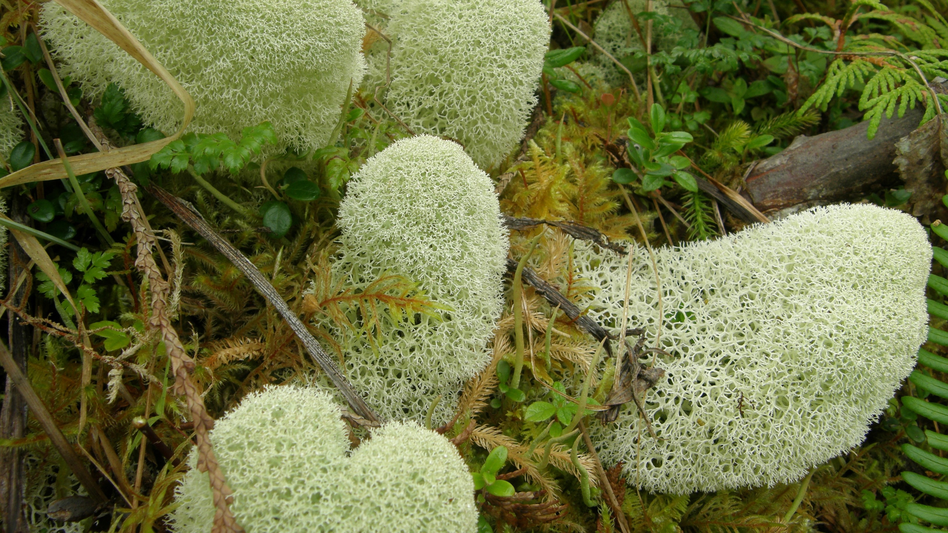 Cladonia pseudoevansii