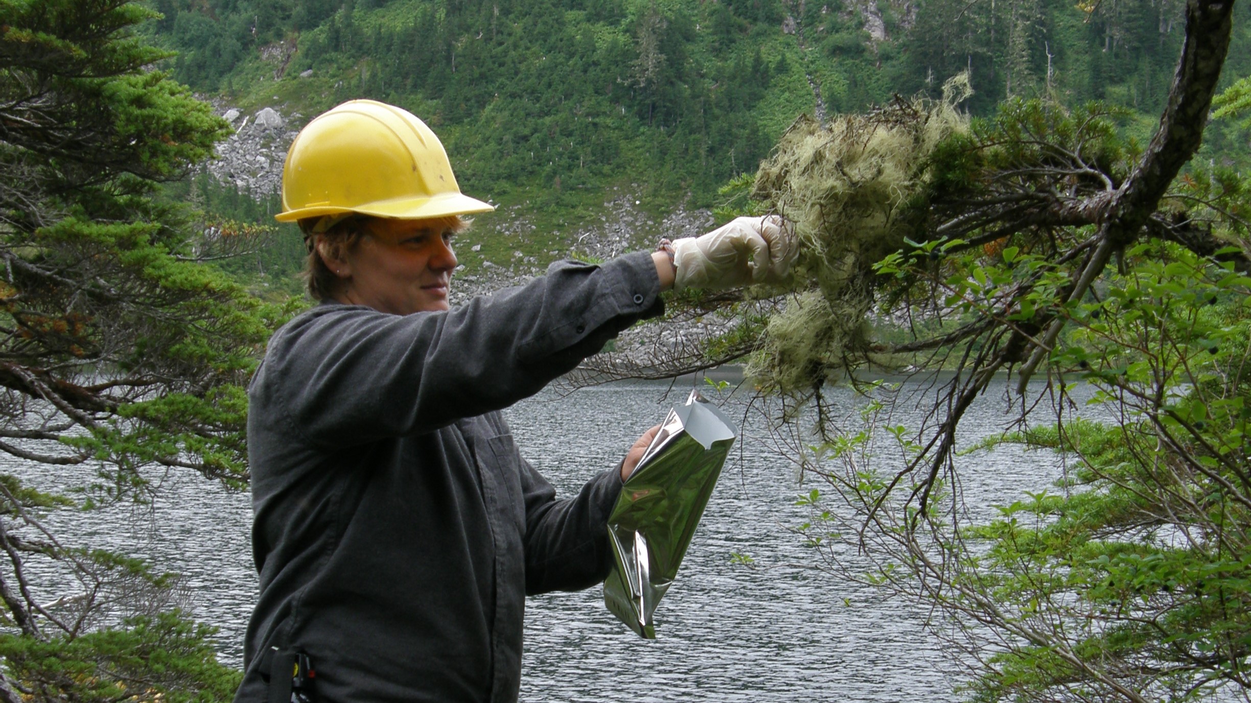 Lichen collection in Tongass National Forest #1