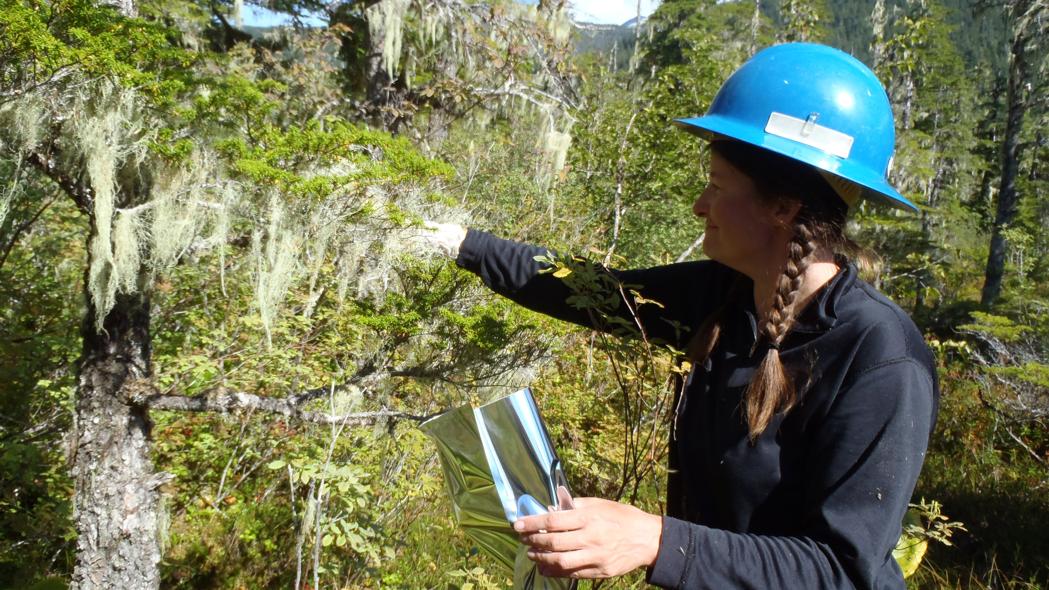 Lichen collection in Tongass National Forest #2