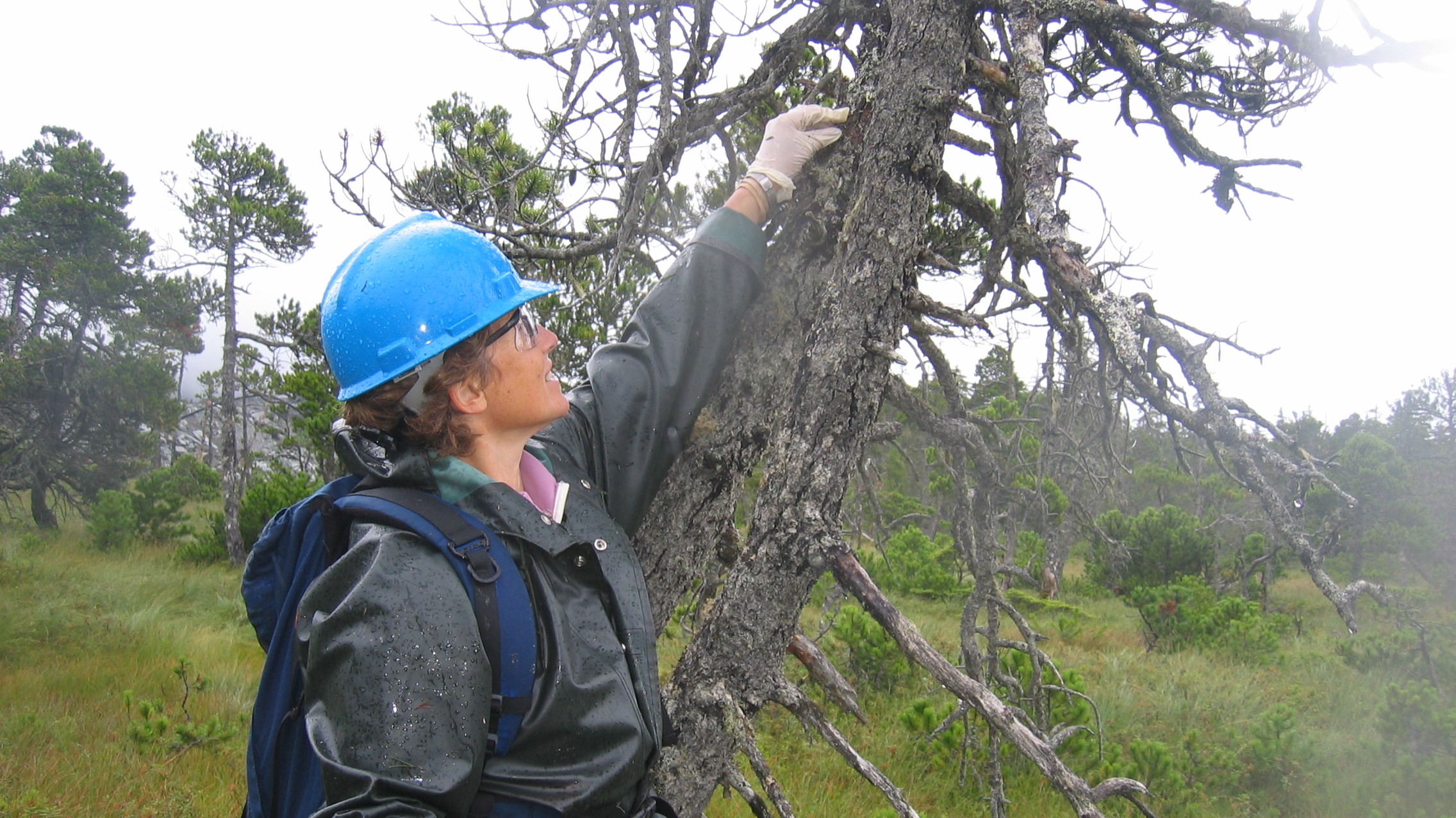 Linda Geiser collecting lichens #1