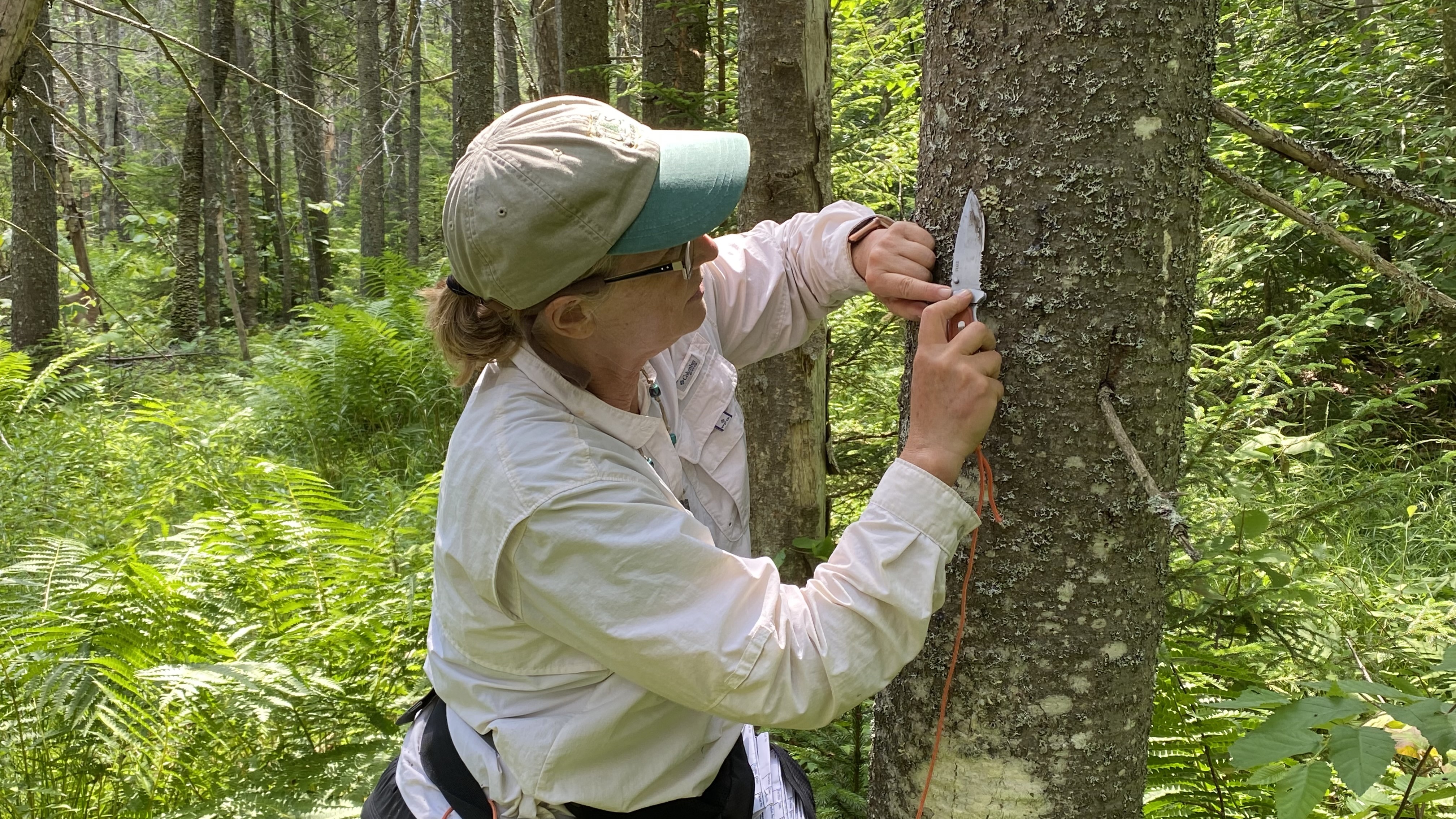Linda Geiser collecting lichens #2
