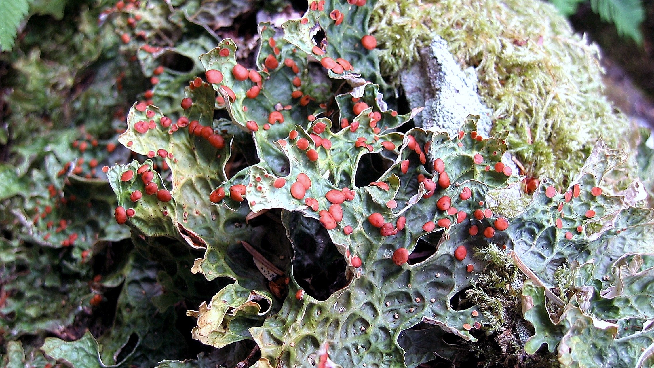 Lobaria linita