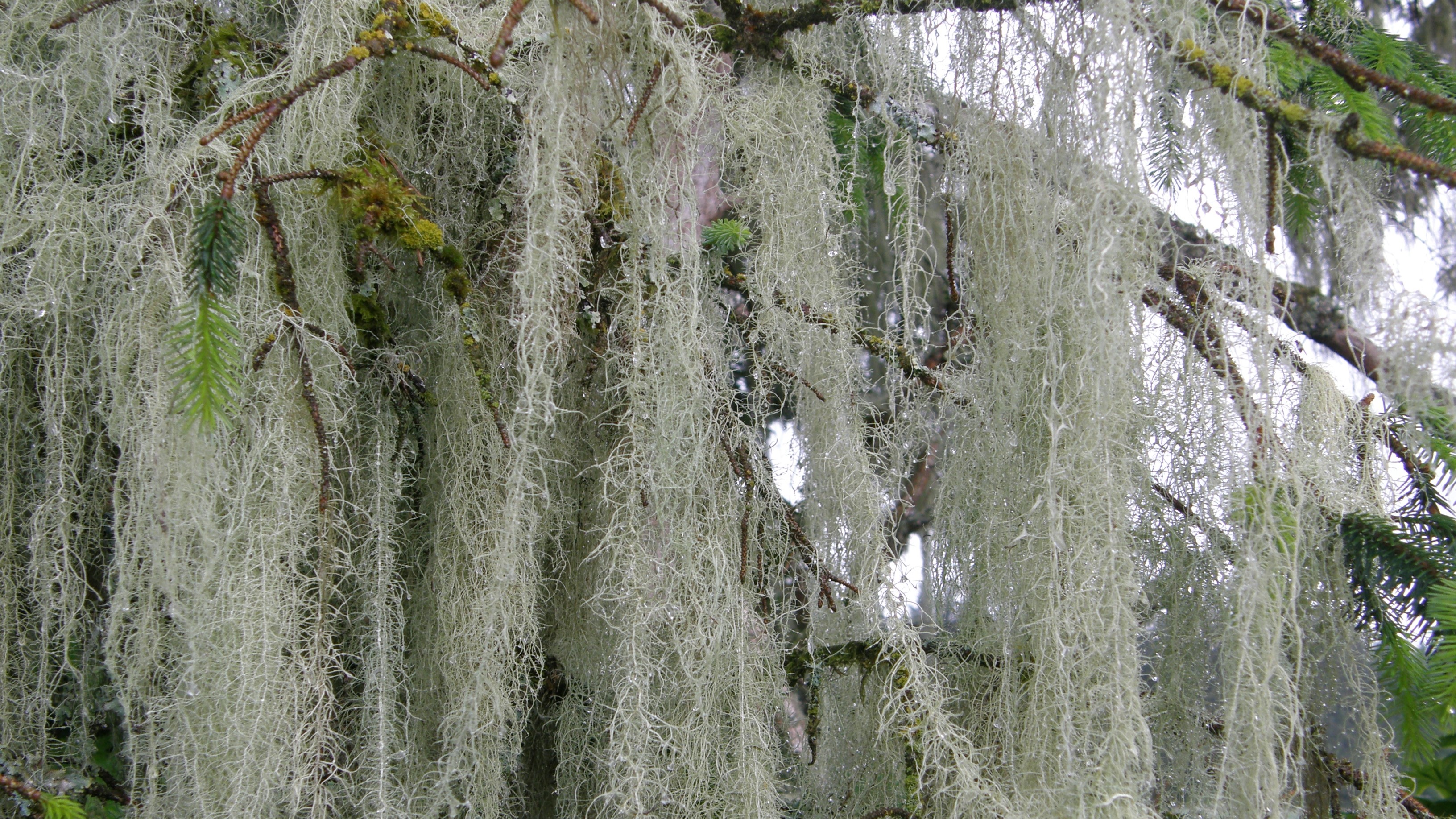 Usnea longissima