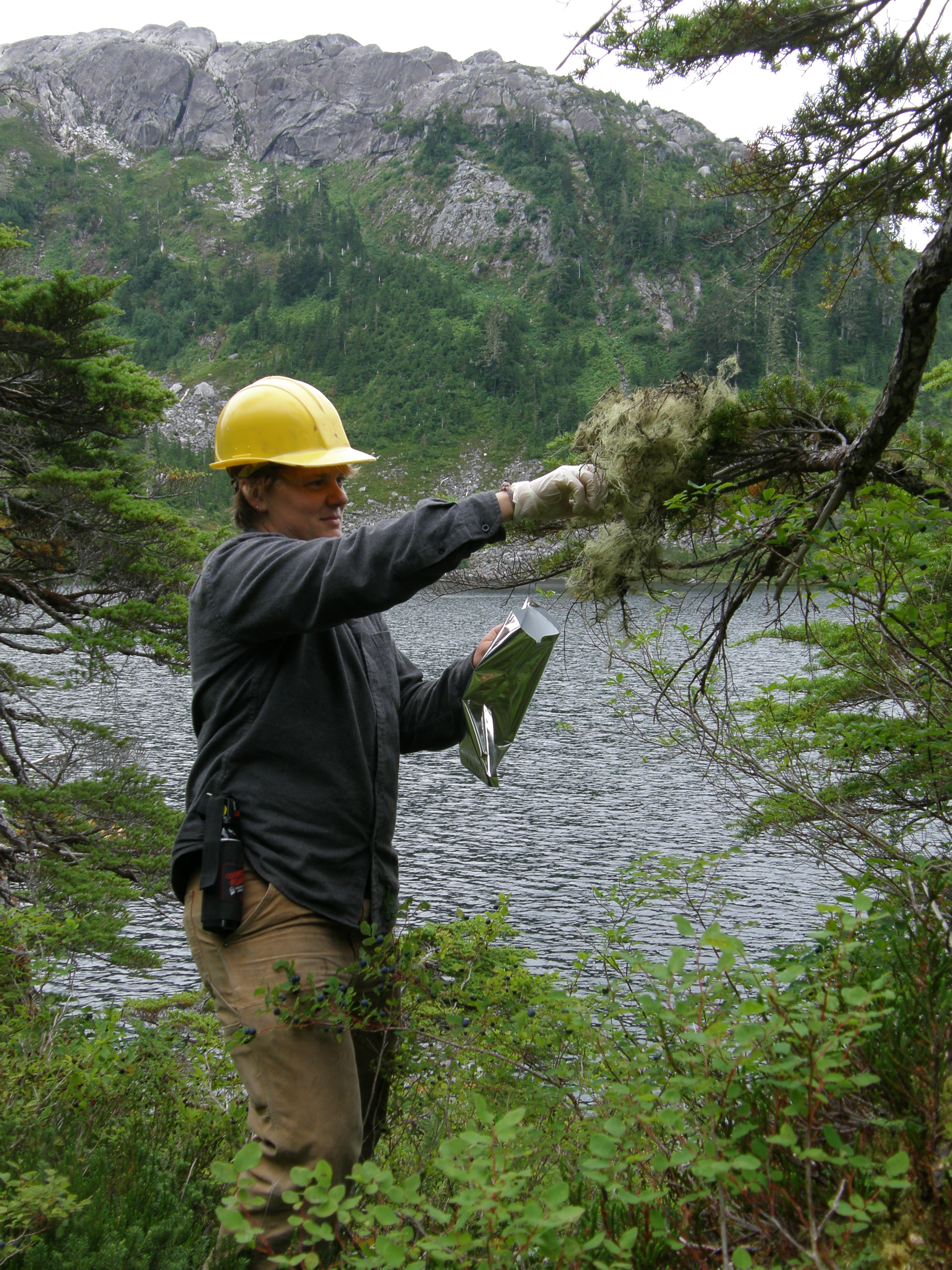 A Forest Service staff member collecting lichens in the Tongass National Forest, Alaska.